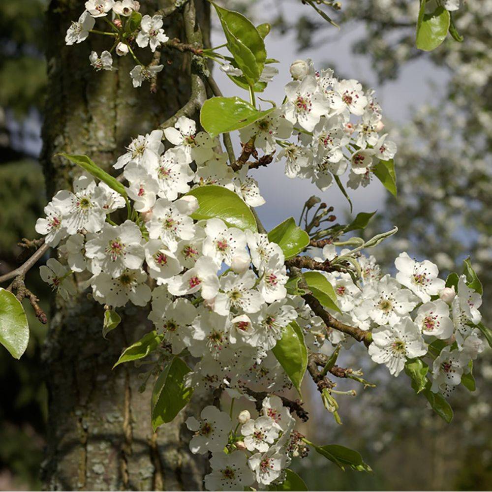 Poirier ornemental 'Chanticleer' - Image 3