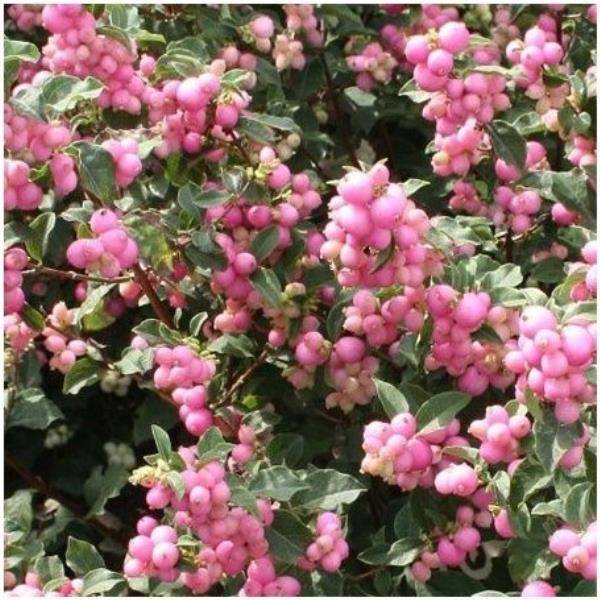 Symphorine 'Magical Sweet' ® - Image 3