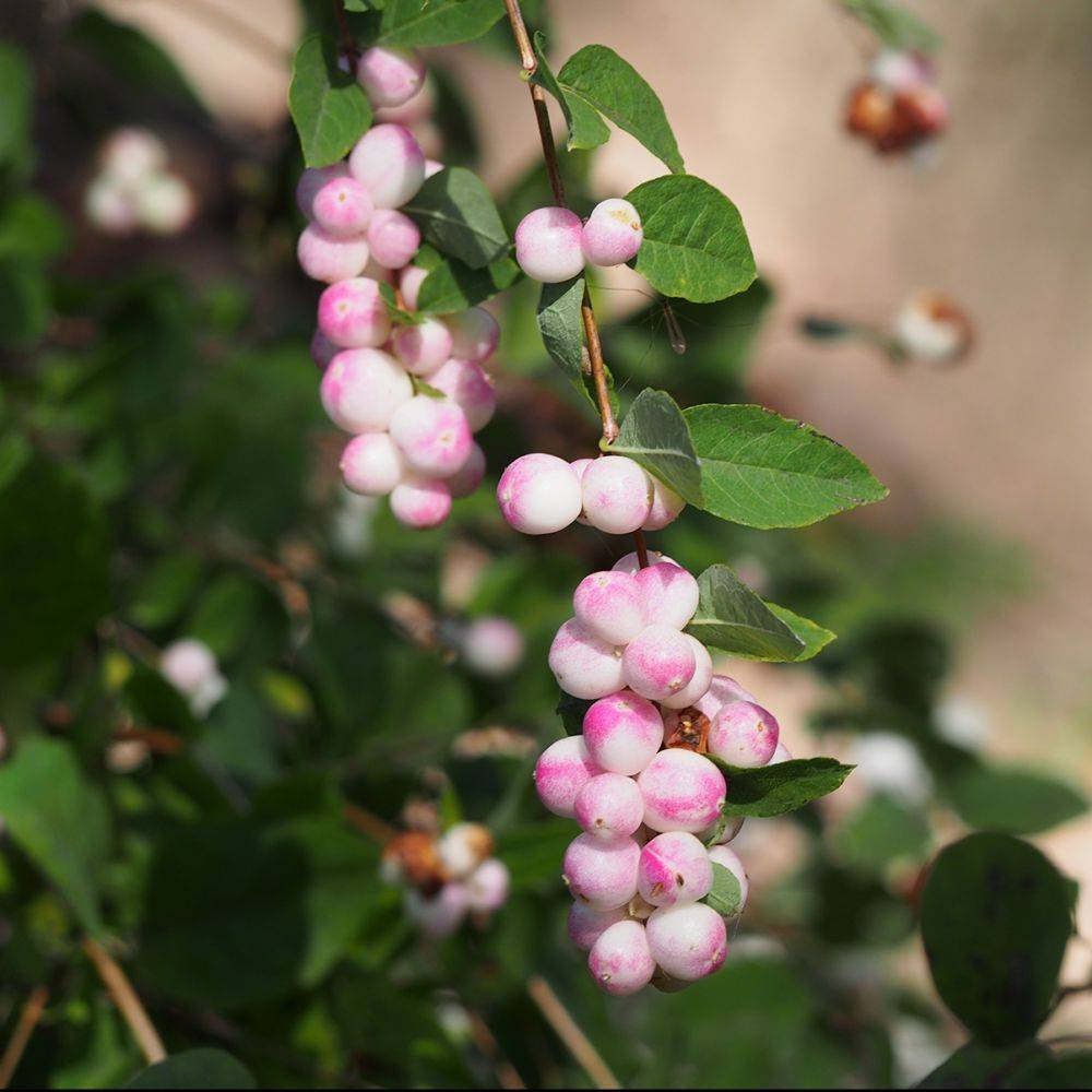 Symphorine 'Magical Sweet' ® - Image 2