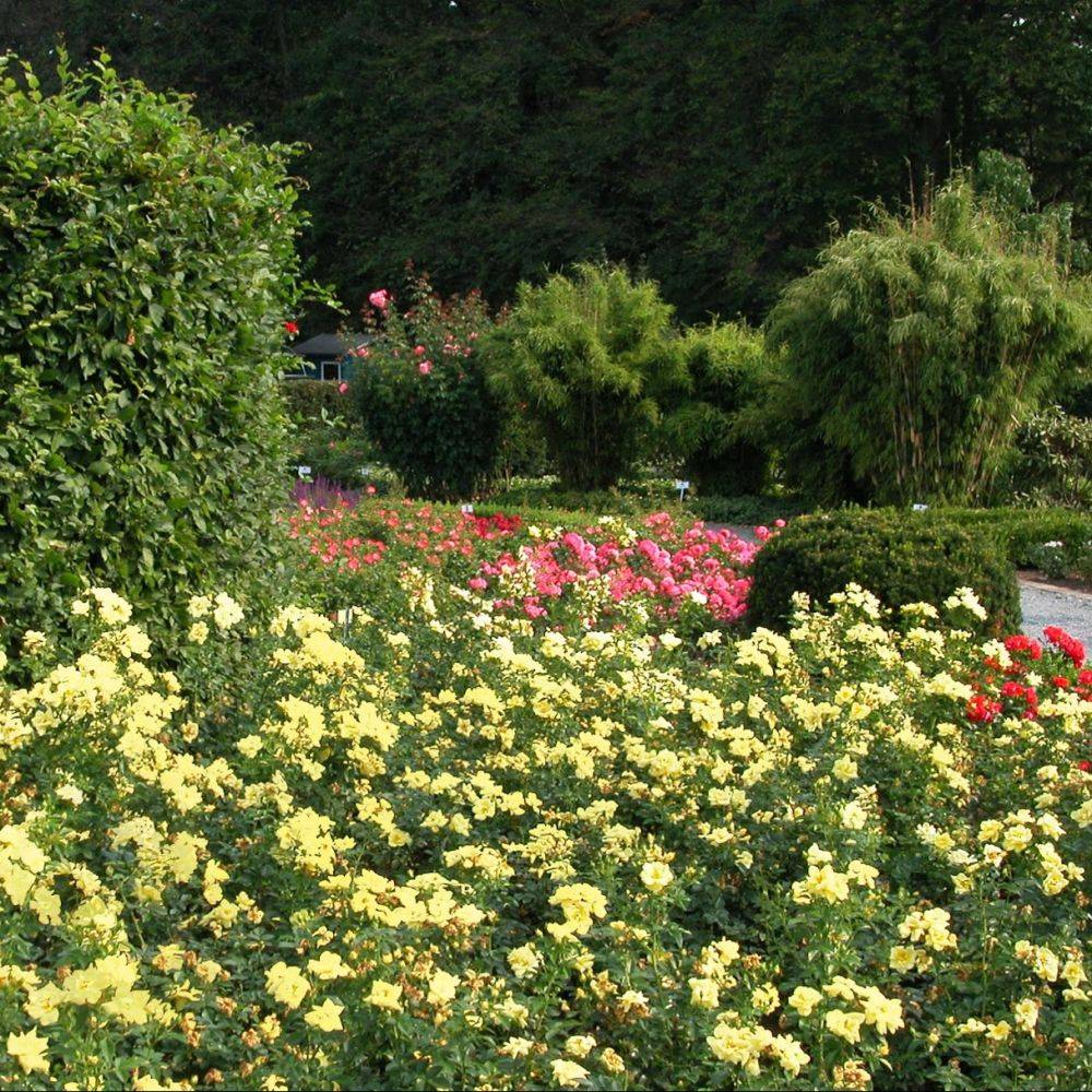 Rosier Décorosier® SUNEVA® - Image 6