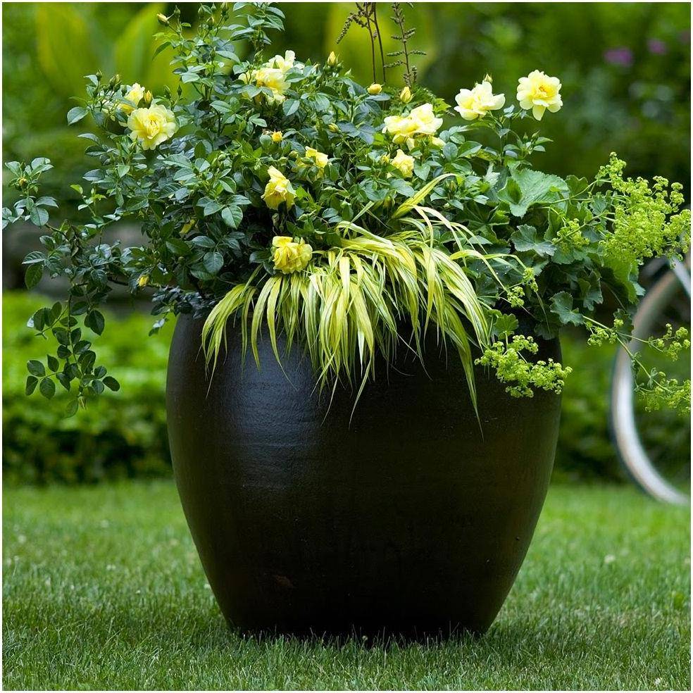 Rosier Décorosier® SUNEVA® - Image 1