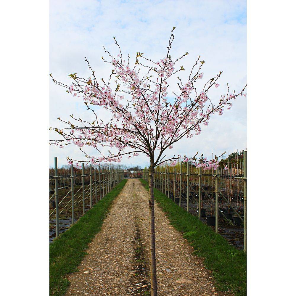 Cerisier à fleurs 'Autumnalis Rosea' - Image 3