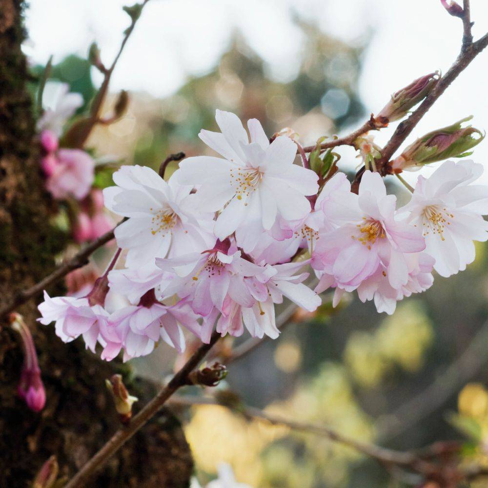 Cerisier à fleurs 'Autumnalis Rosea'