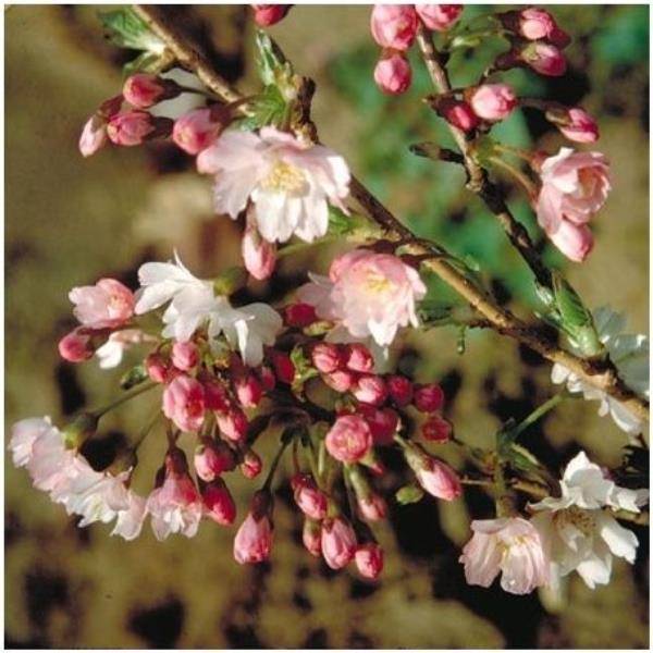 Cerisier à fleurs 'Autumnalis Rosea' - Image 2