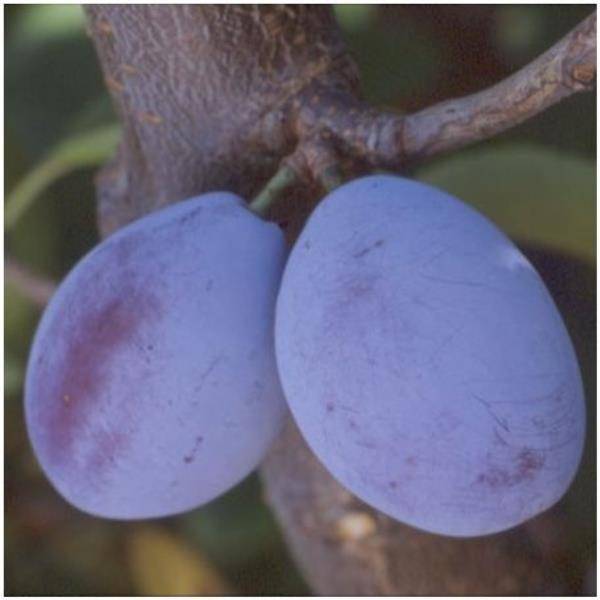 Prunier 'Quetsche d'Alsace' - Image 7