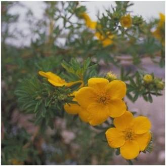 Potentille fruticosa 'Goldfinger'