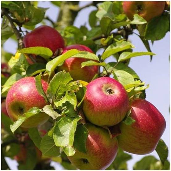 Pommier 'Melrose' : taille en demi-tige, en pot - Image 2