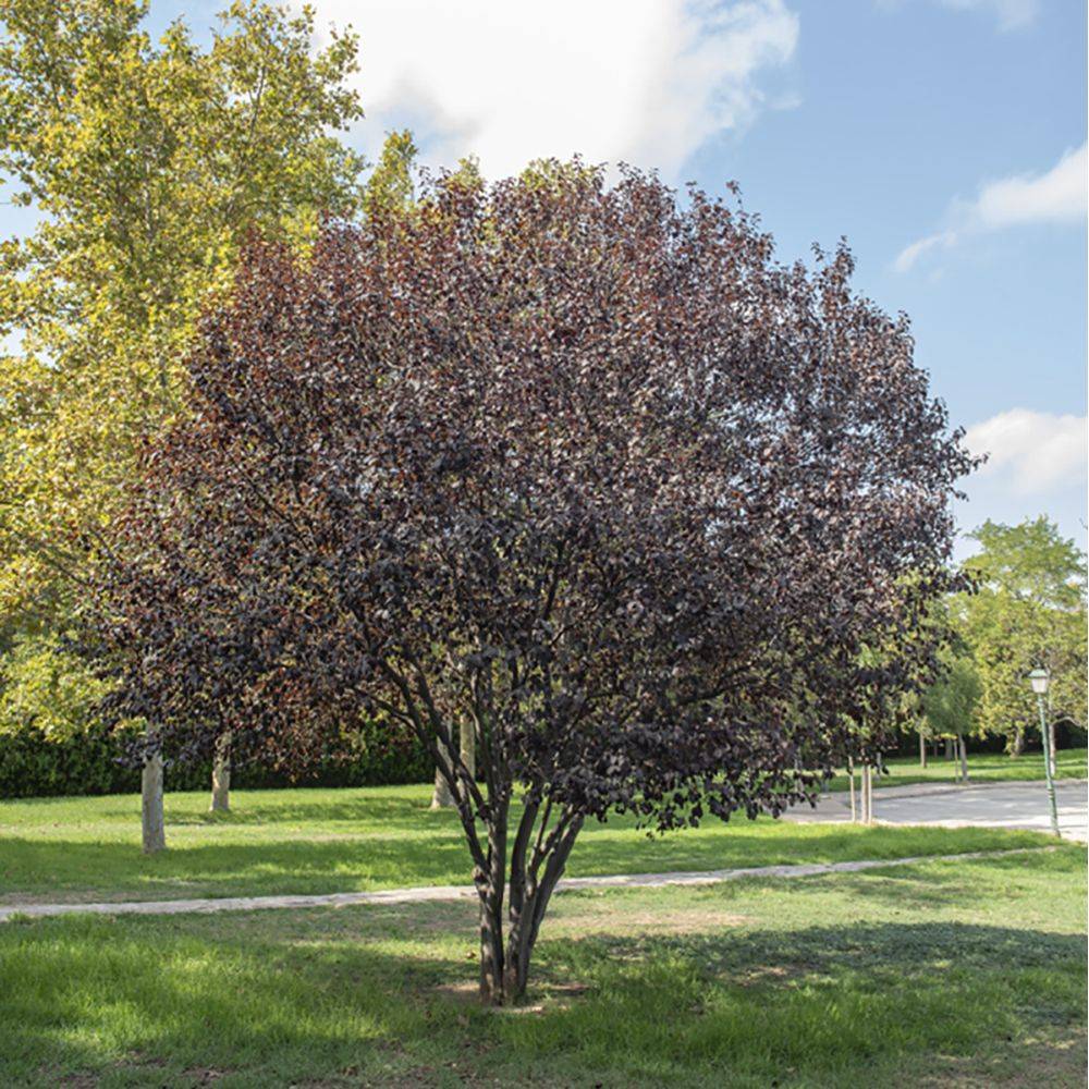 Prunus 'Pissardii' - Image 4