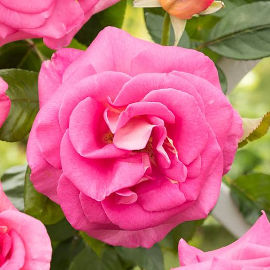 Rosier 'Parfum Royal' - Image 1