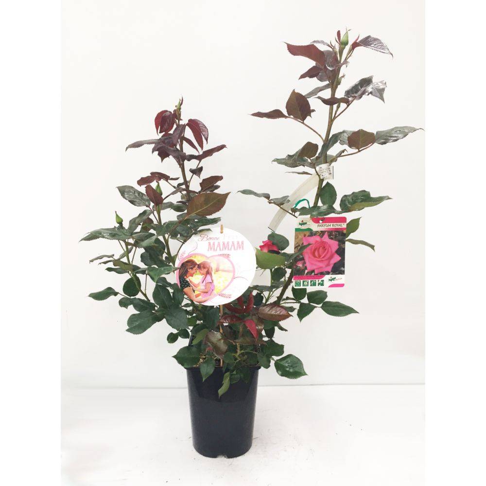Rosier 'Parfum Royal' - Image 2
