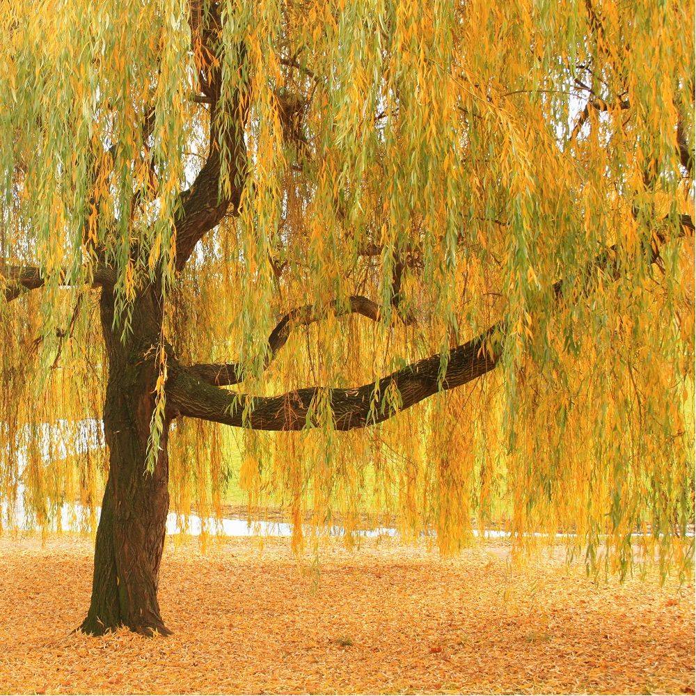 Saule pleureur - Image 7