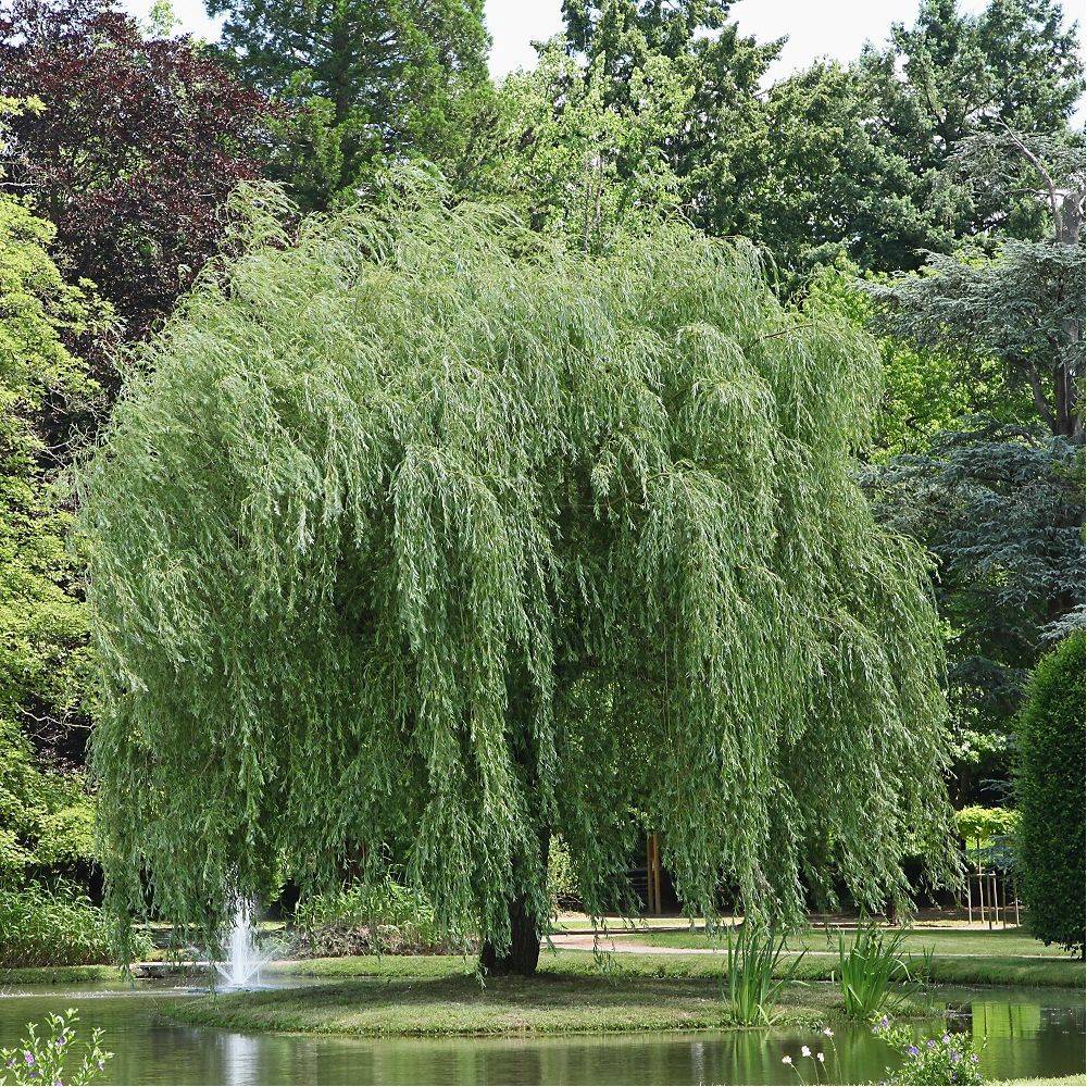 Saule pleureur - Image 4