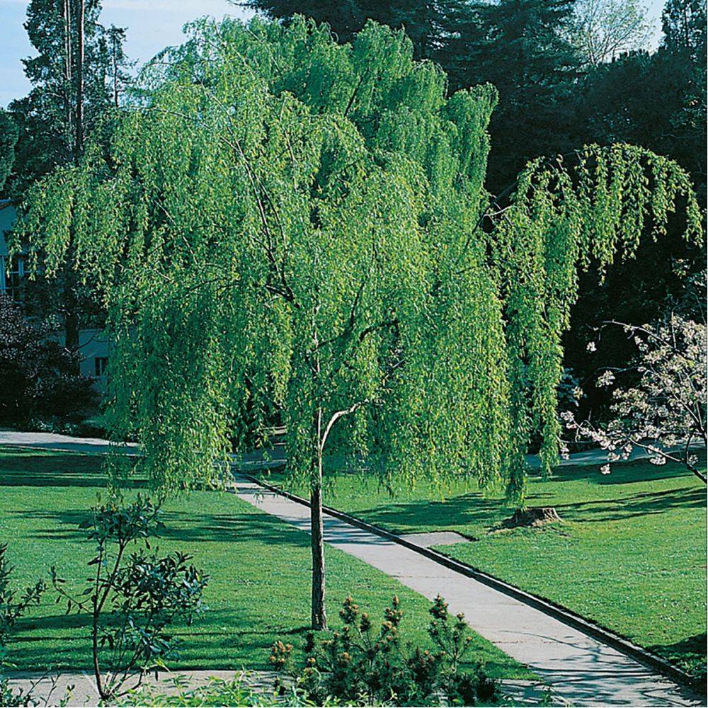 Saule pleureur - Image 3