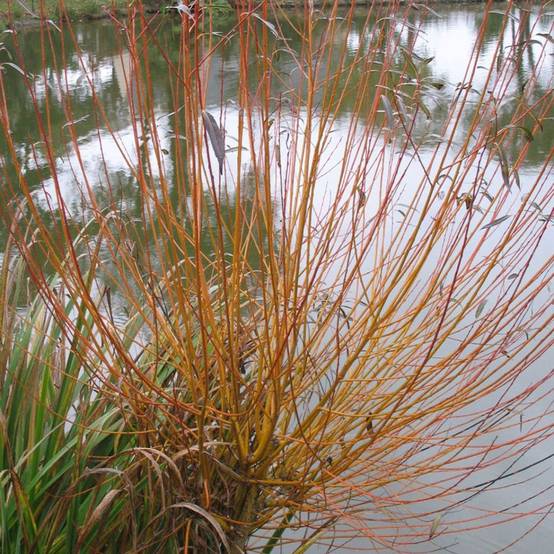 Saule des vanniers - Image 4