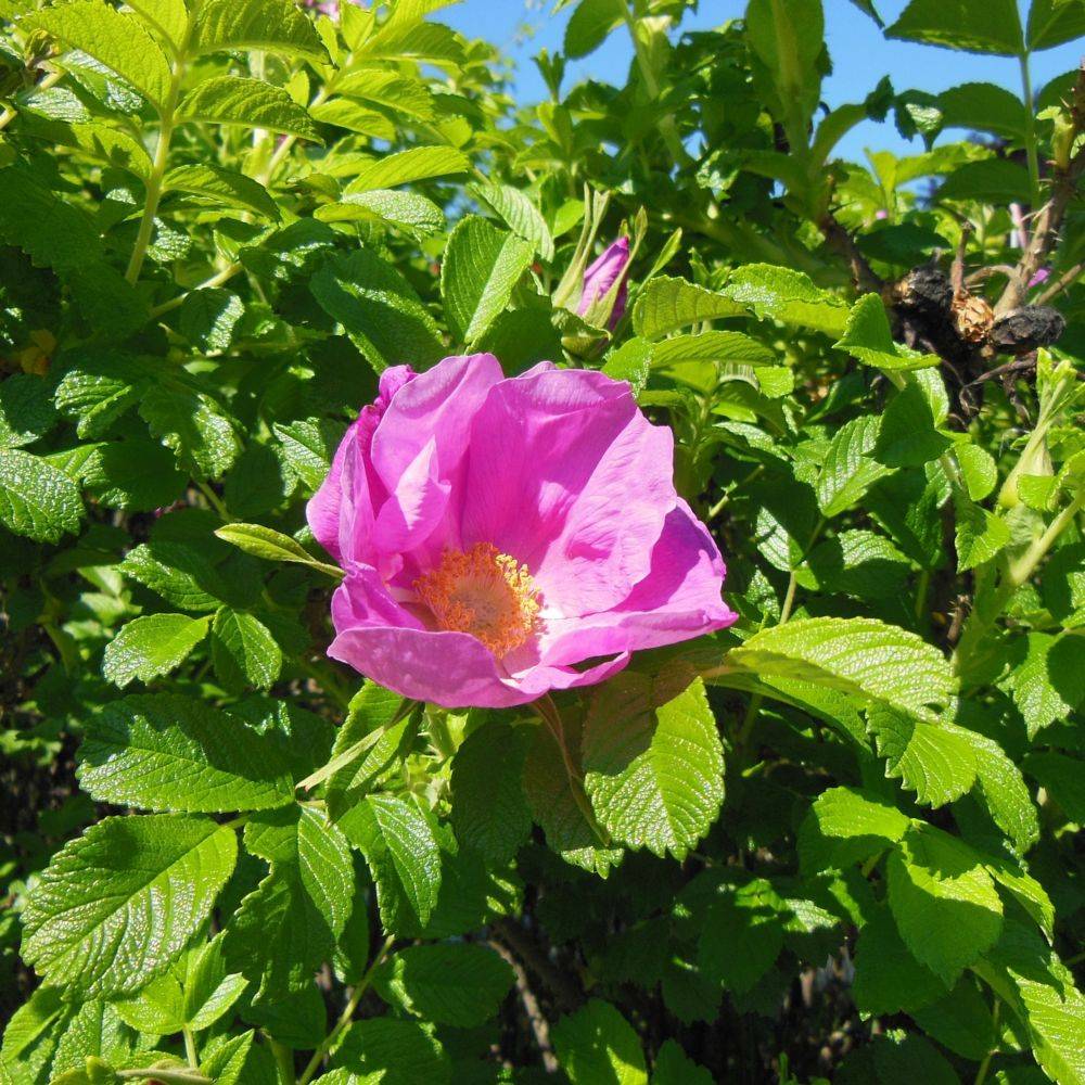 Rosier du japon 'Rubra'