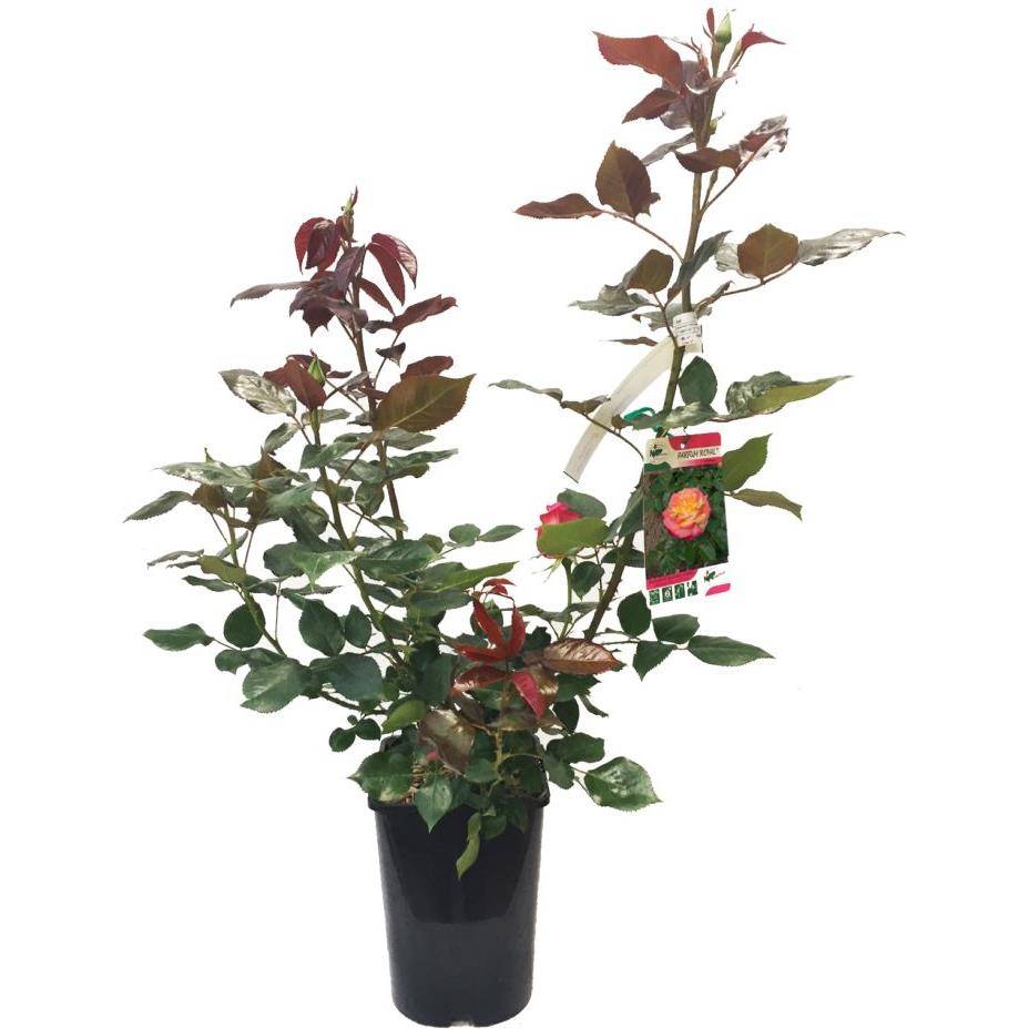 Rosier buisson 'Oriental PEACE®' - Image 2