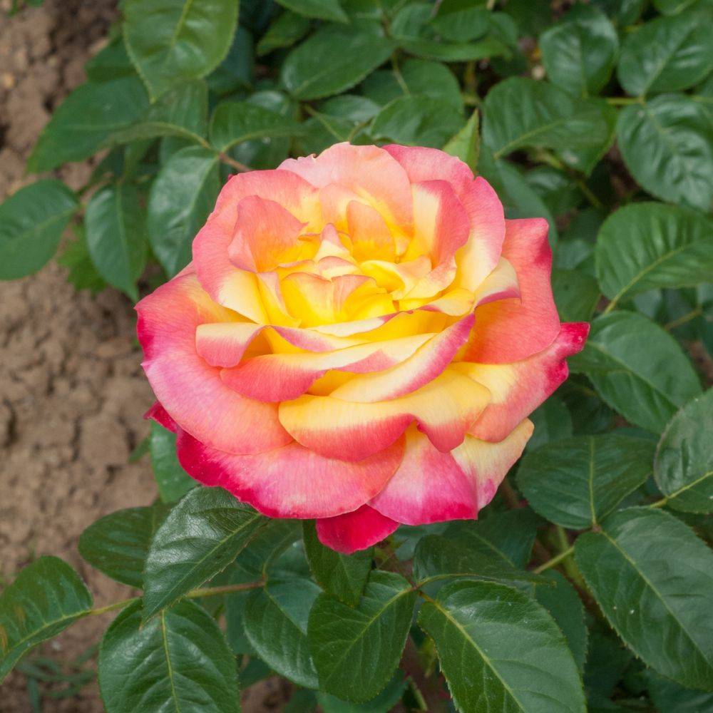 Rosier buisson 'Oriental PEACE®' - Image 1