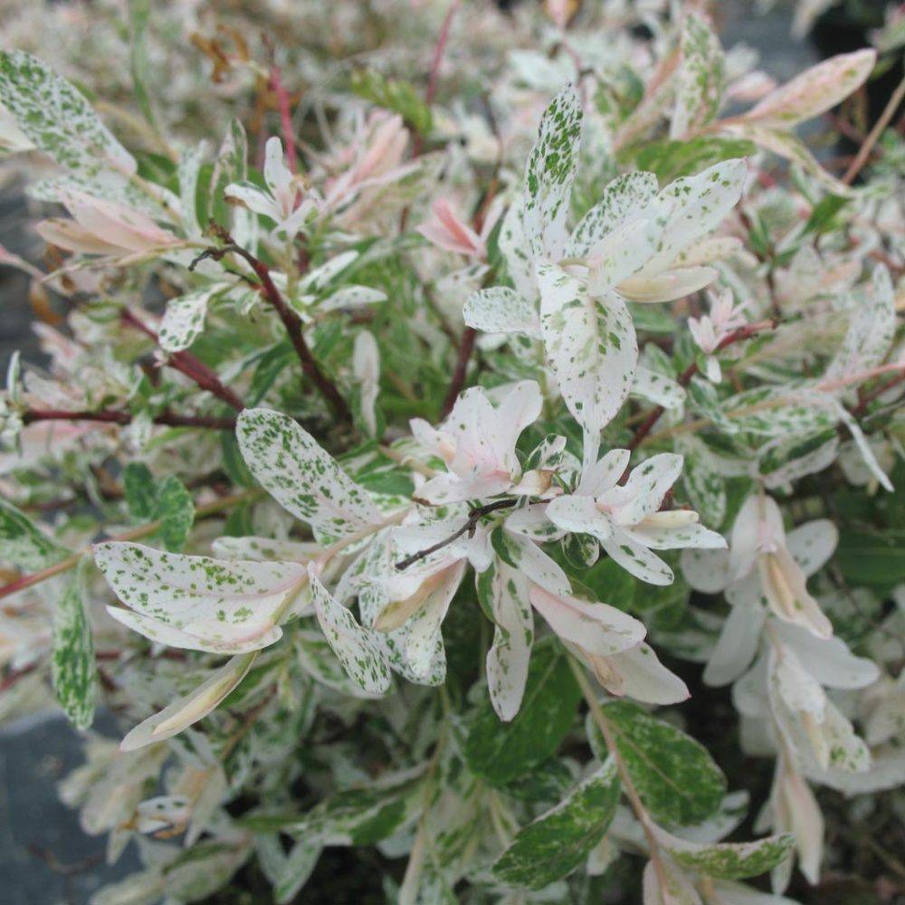 Saule crevette 'Hakuro nishiki' - Image 2