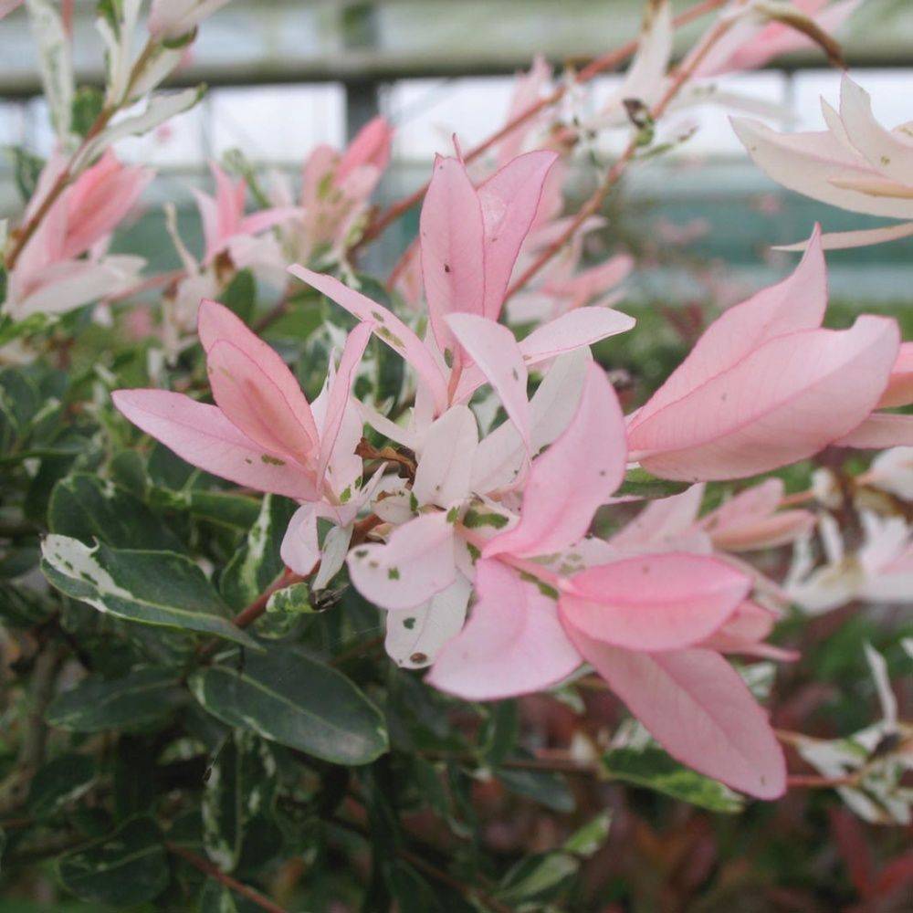 Saule crevette 'Hakuro nishiki' - Image 3