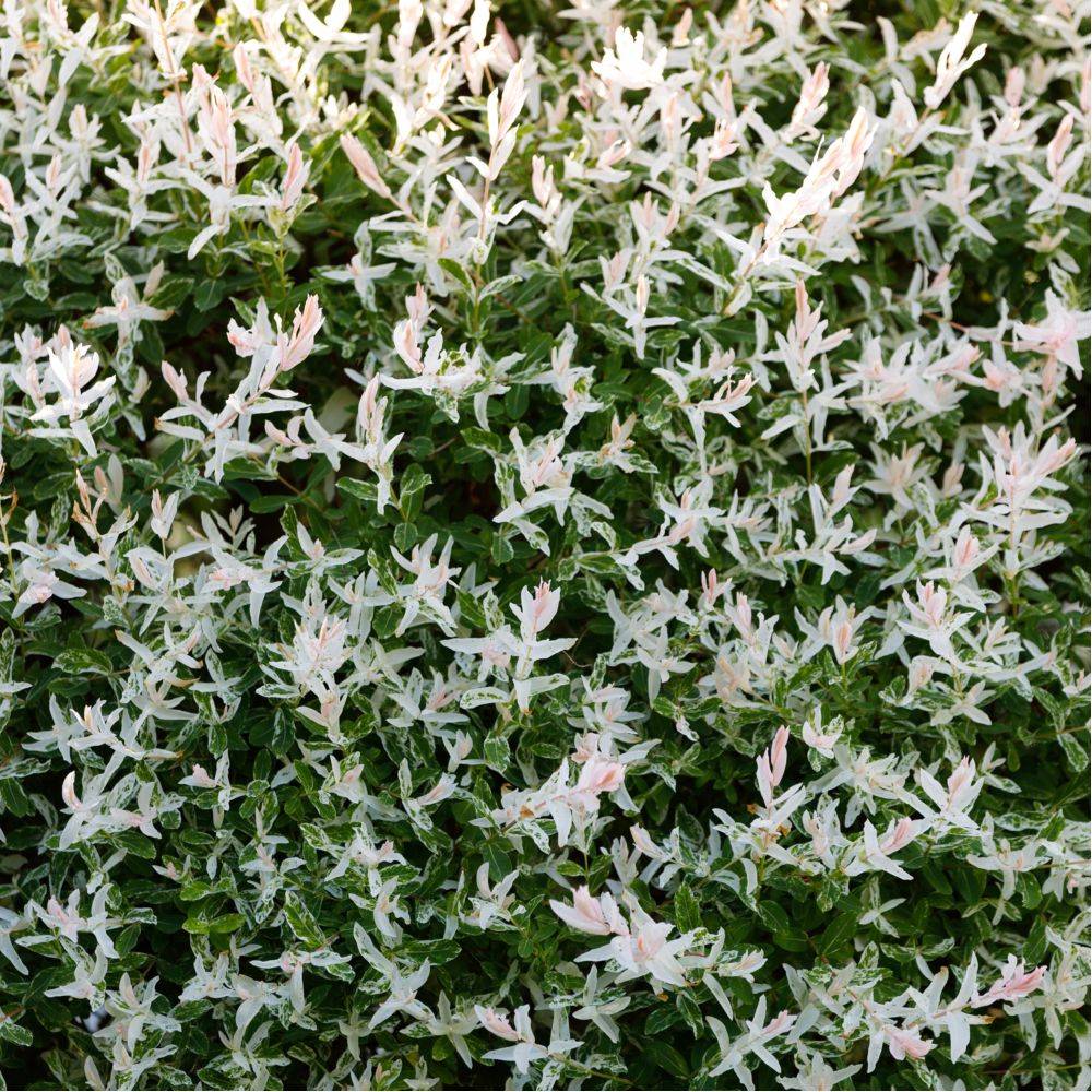 Saule crevette 'Hakuro nishiki' - Image 4
