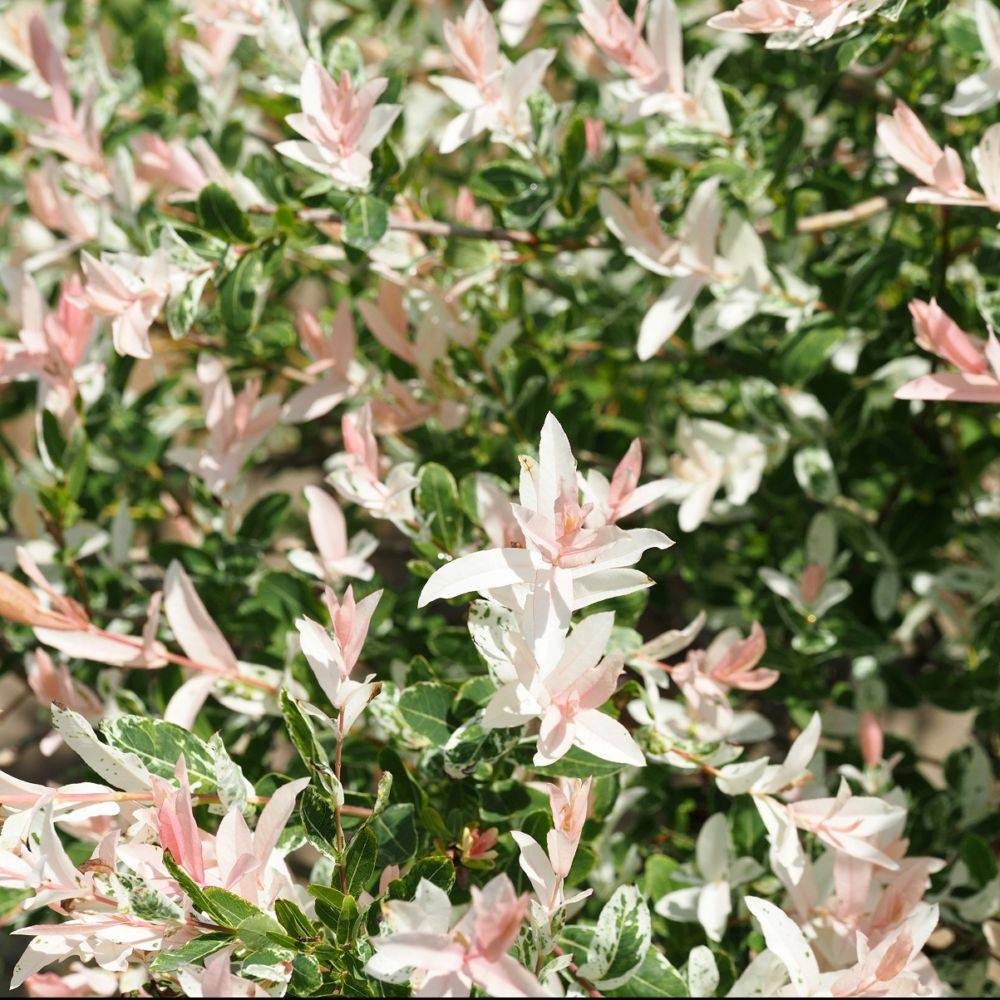 Saule crevette 'Hakuro nishiki' - Image 5