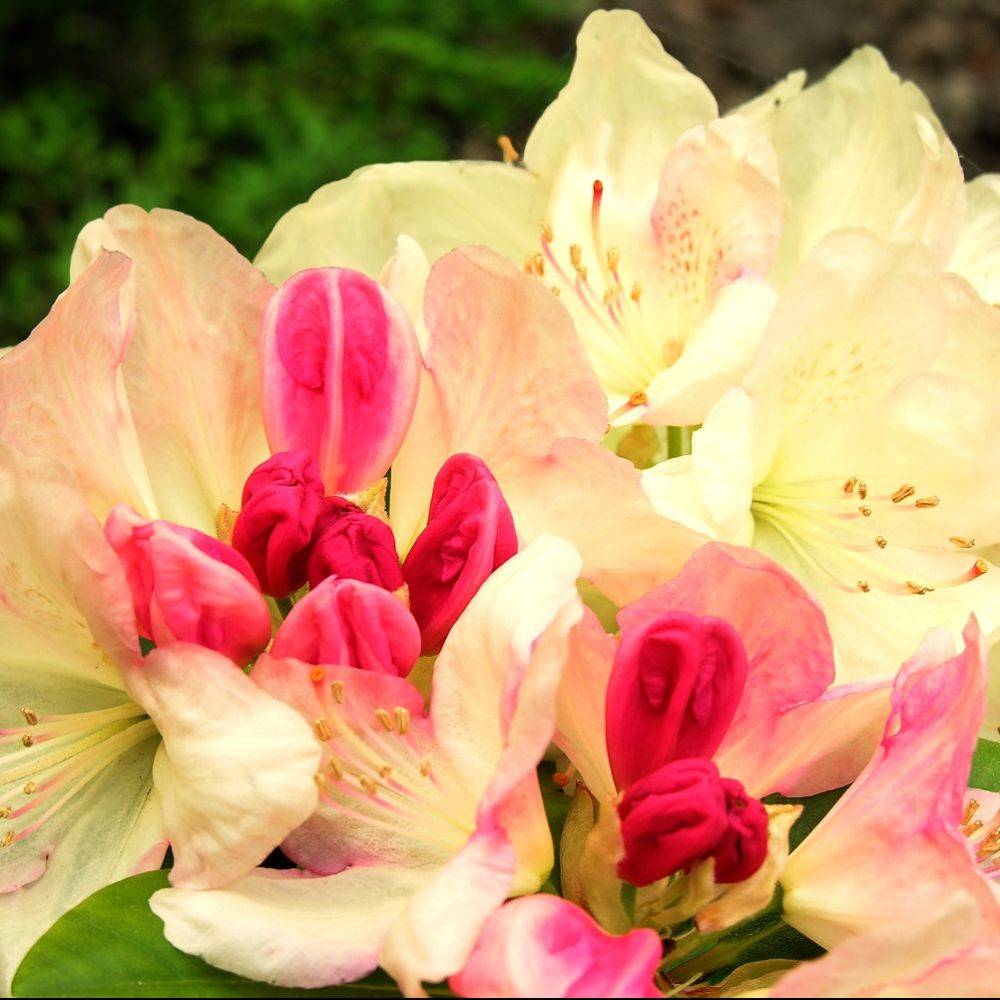 Rhododendron yak 'Percy Wiseman' - Image 3