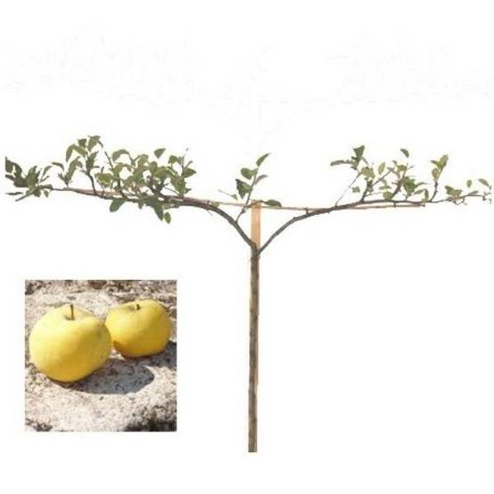 Pommier 'Transparente de Croncels' : taille en cordon double 0,40 - Image 1