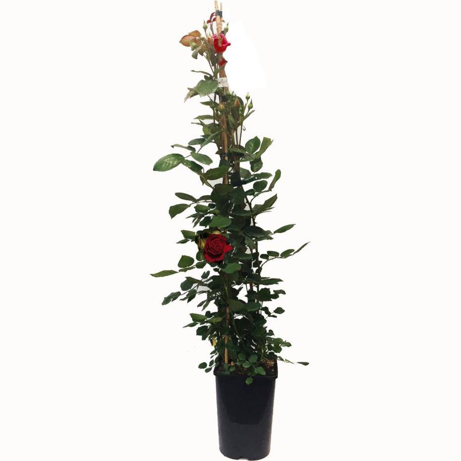 Rosier buisson 'Le Grand Huit®' - Image 1