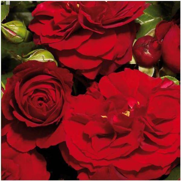Rosier buisson 'Le Grand Huit®' - Image 2