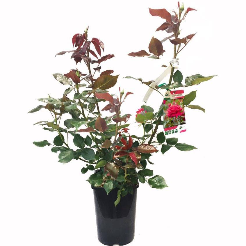 Rosier buisson 'Le Grand Huit®' - Image 3