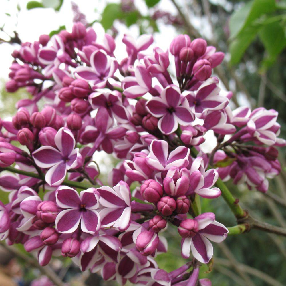 Lilas 'Sensation' - Image 2