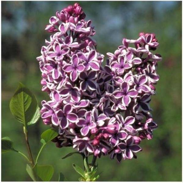 Lilas 'Sensation'
