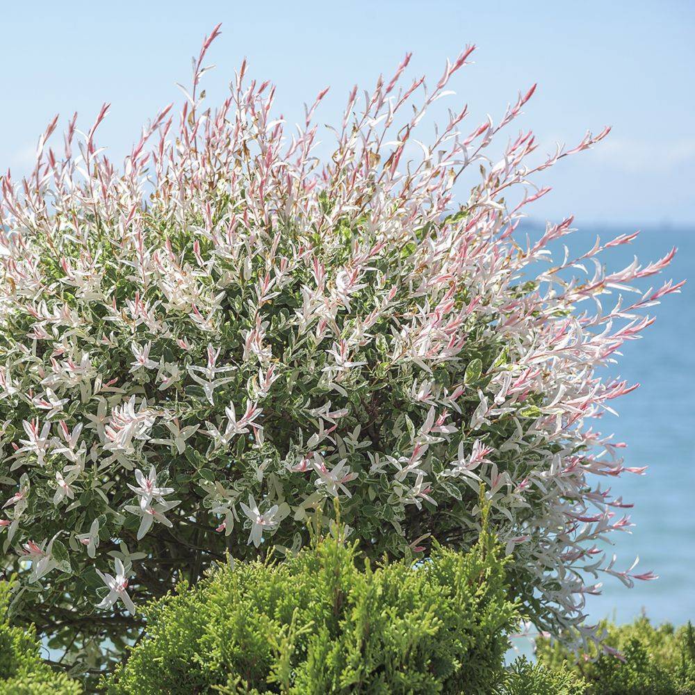 Saule crevette 'Hakuro nishiki' - Image 3