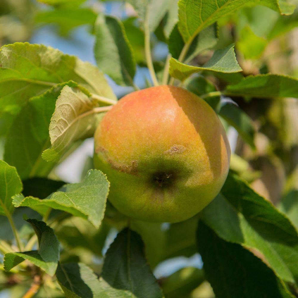 Pommier nain autofertile 'Garden Sun Red®'