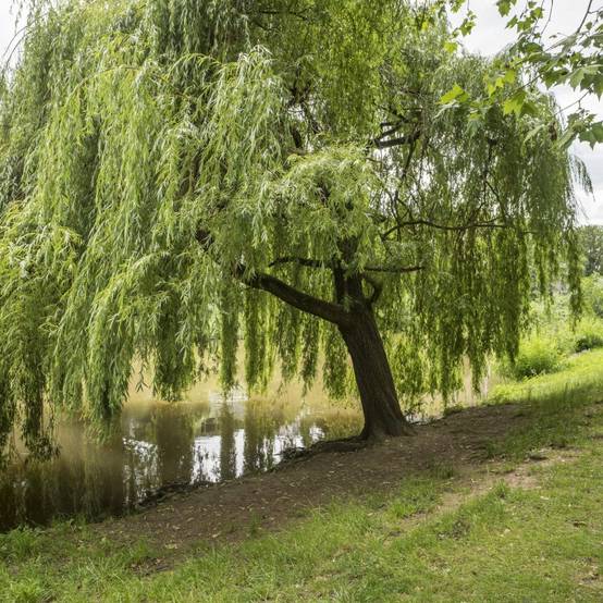 Saule pleureur - Image 8