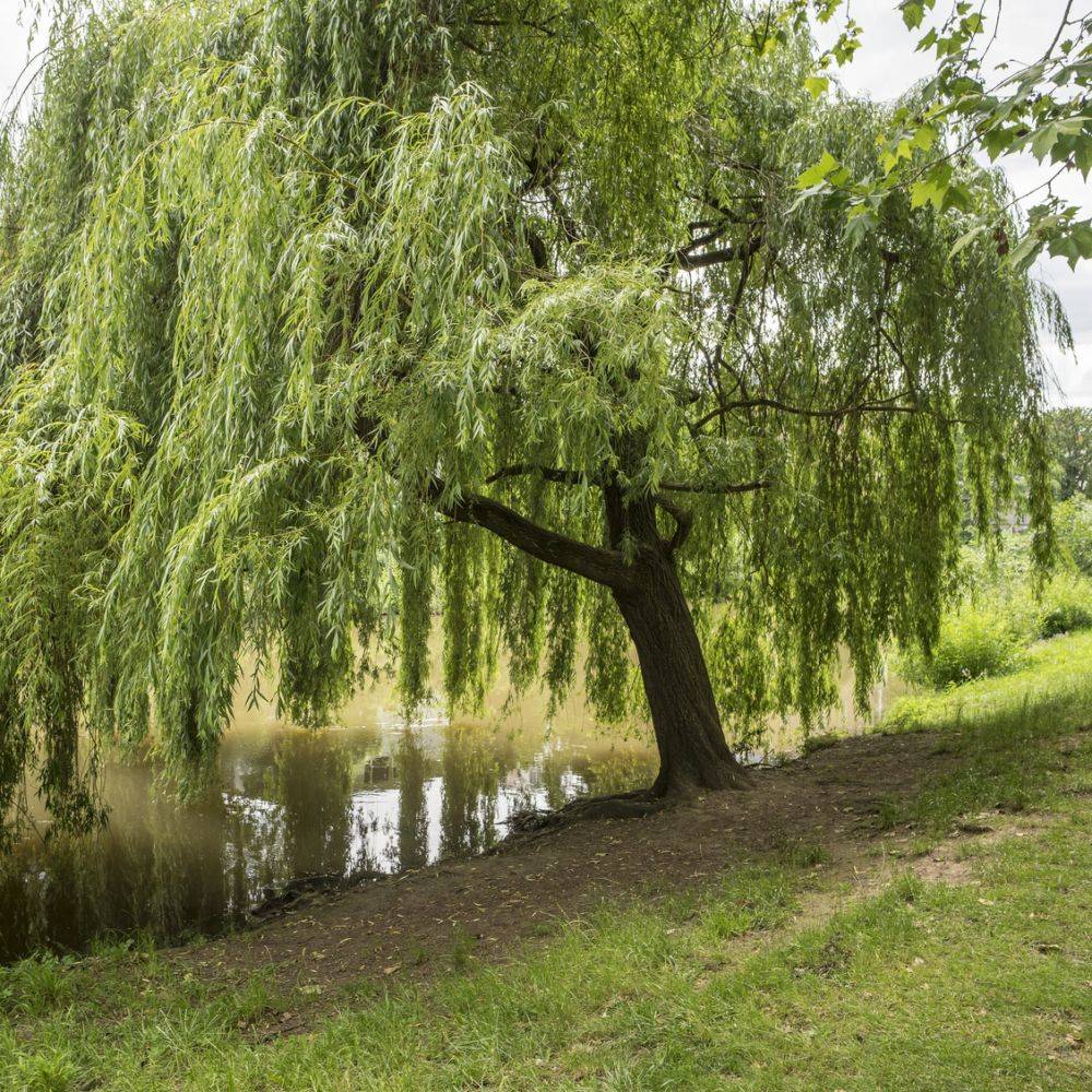Saule pleureur - Image 8