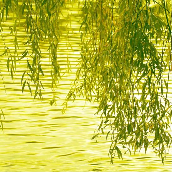 Saule pleureur - Image 5