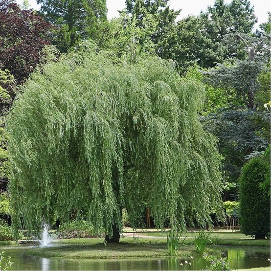 Saule pleureur - Image 2