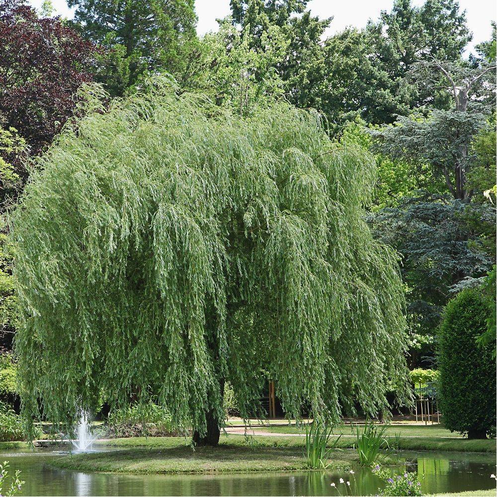 Saule pleureur - Image 2