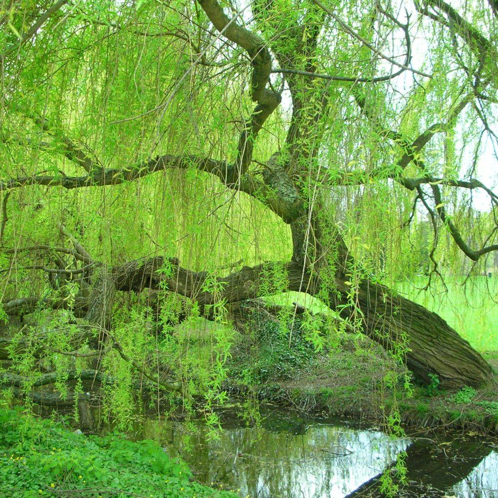 Saule pleureur - Image 1