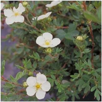 Potentille fruticosa 'Abbotswood'