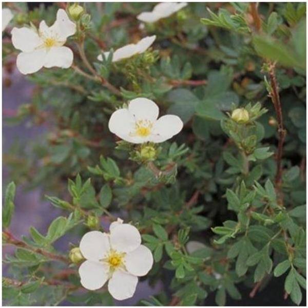 Potentille fruticosa 'Abbotswood'