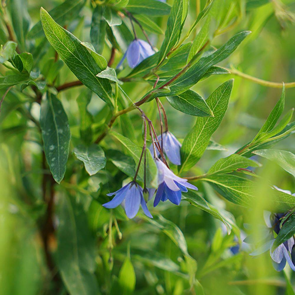 Sollya heterophylla