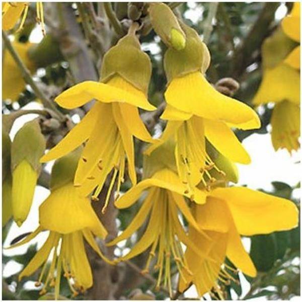 Sophora microphylla 'Sun king' - Image 1