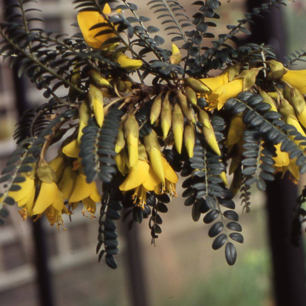 Sophora microphylla 'Sun king' - Image 2
