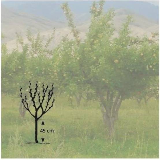Pommier 'Pépin de Bourgueuil' : taille en gobelet