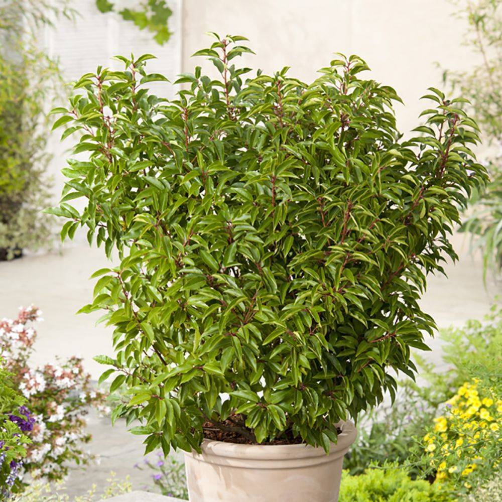 Laurier du Portugal 'Angustifolia' - Image 3