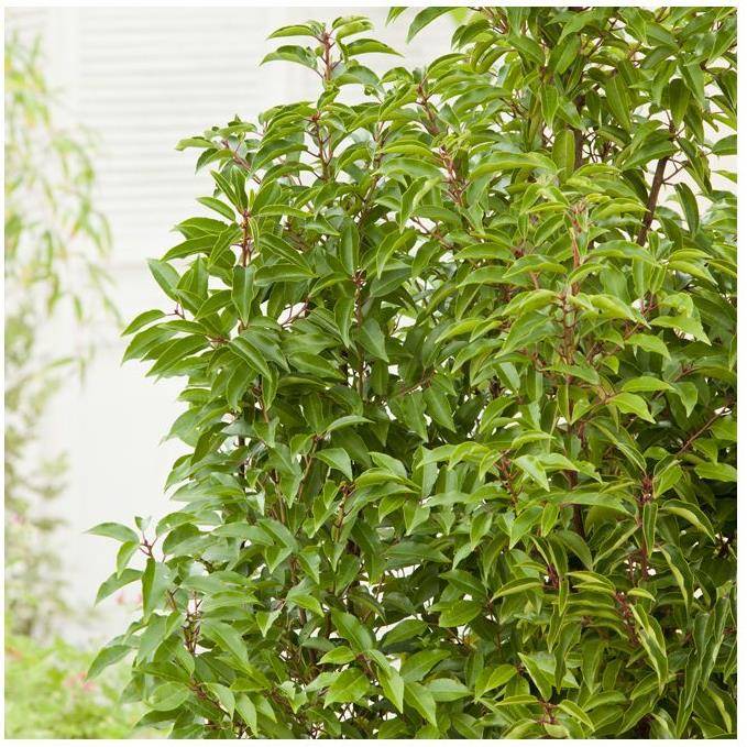 Laurier du Portugal 'Angustifolia' - Image 2