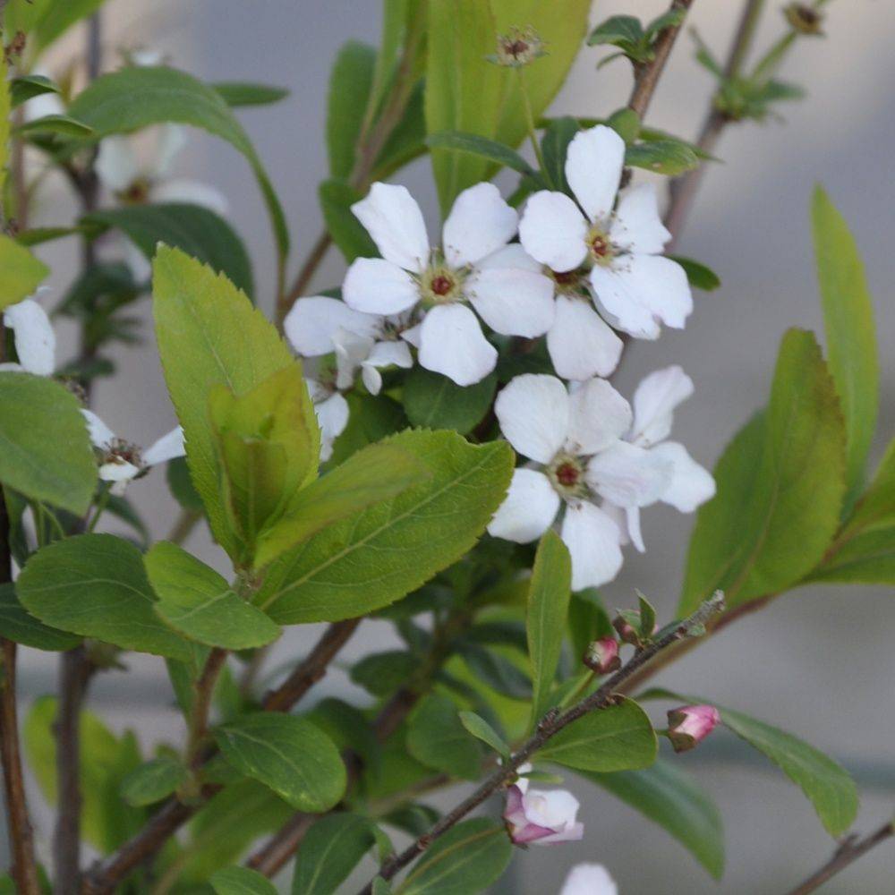 Spirée de thumberg 'Fugino pink' - Image 2