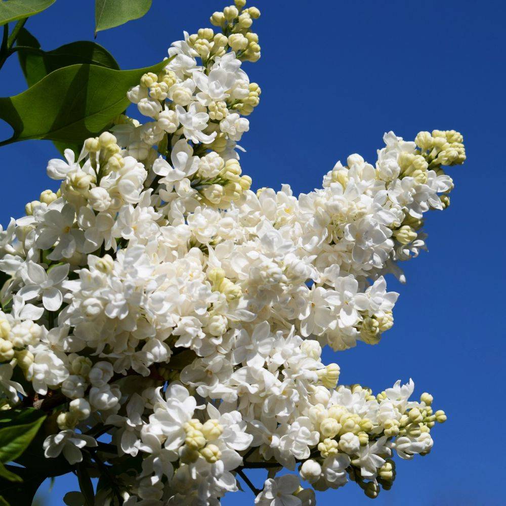 Lilas commun 'Mme Lemoine'